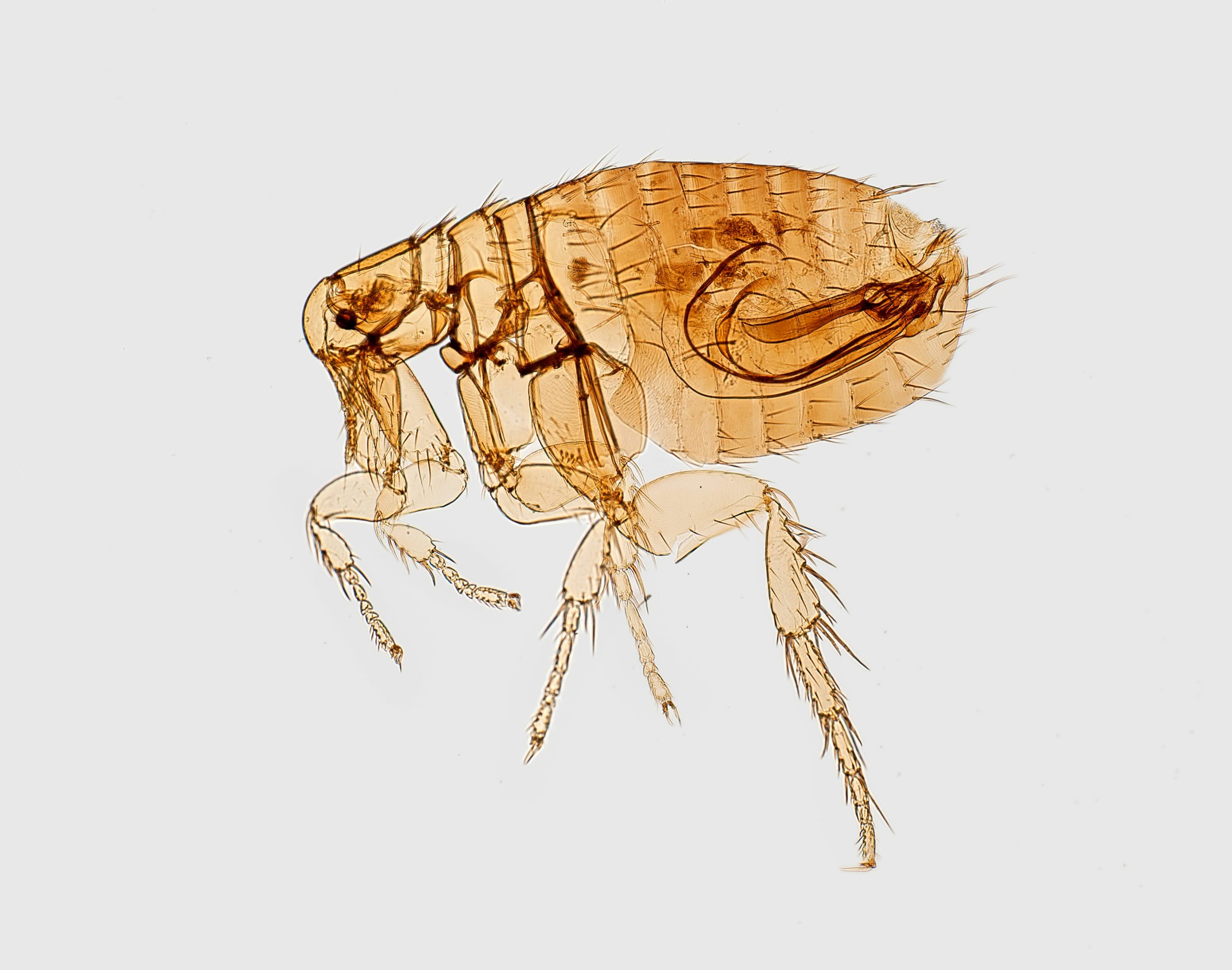 cdc-p6slMrGDQSo-unsplash
